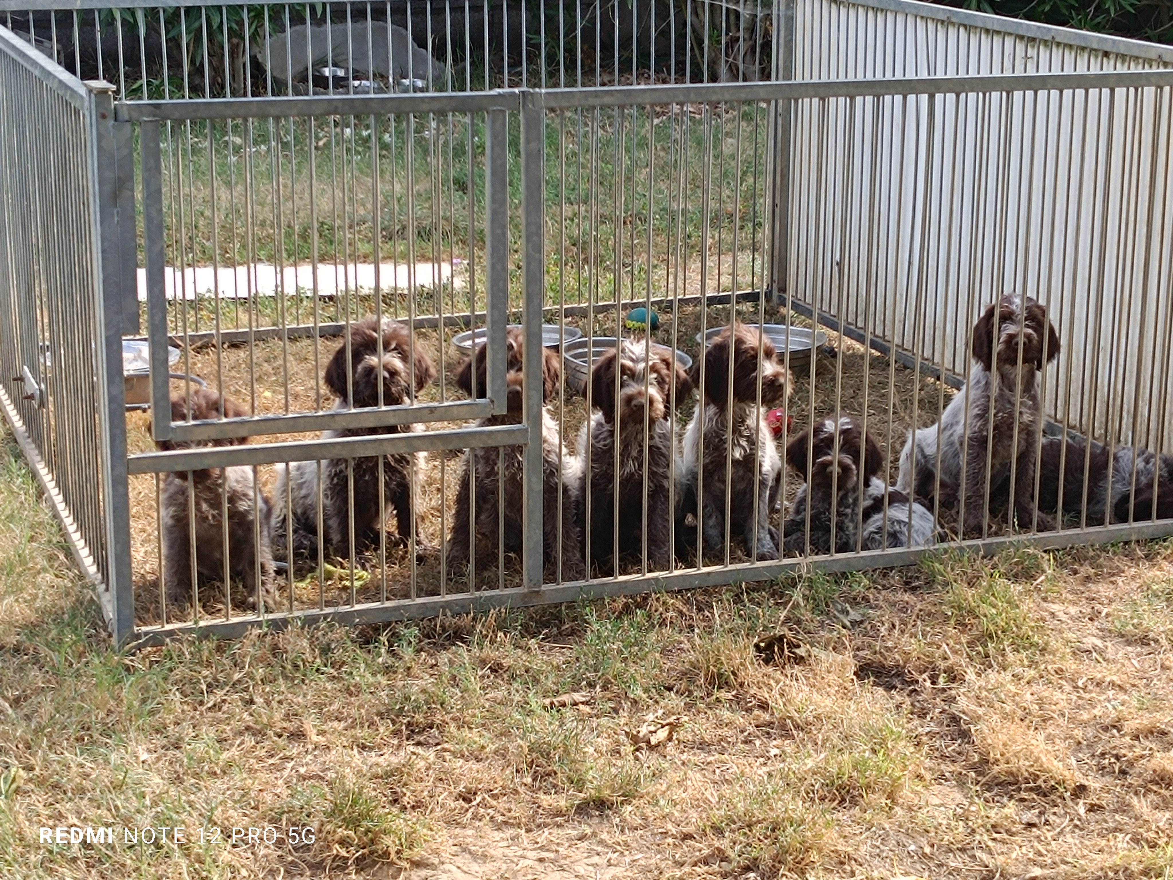 chiots griffons korthals